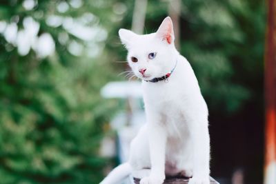 White cat looking away outdoors