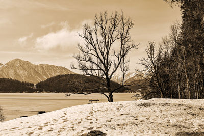 Bare trees on snow covered land against sky