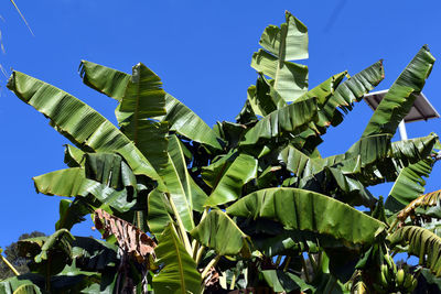 Low angle view of coconut palm tree leaves against blue sky