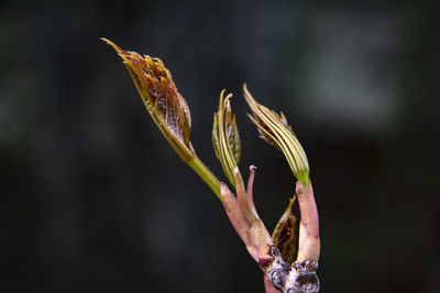 Close-up of wilted plant