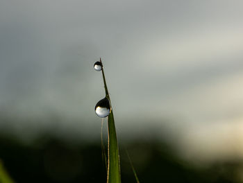 Close-up of wet plant