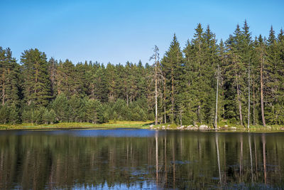 Scenic view of lake in forest against sky