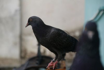 Close-up of a bird