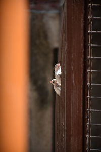 Close-up of a bird