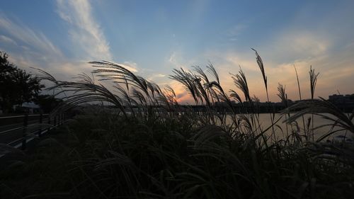 Silhouette plants on beach against sky during sunset