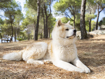 View of a cat lying on ground