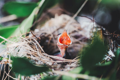 High angle view of ducks on plant