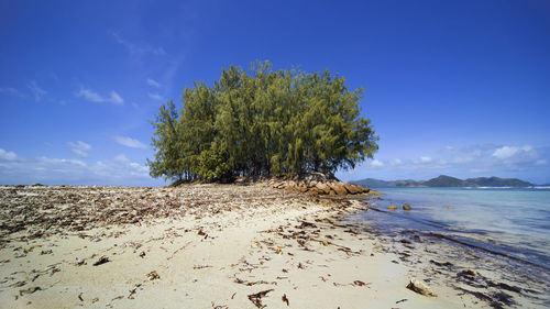 Trees on beach against blue sky