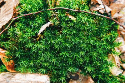 Close-up of plants growing on field