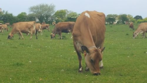 Cows grazing on field against sky