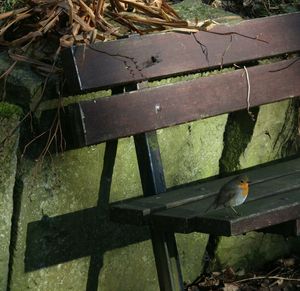 Close-up of bird on grass