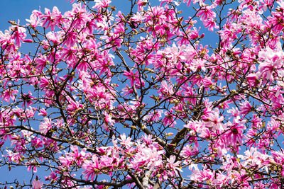 Low angle view of pink cherry blossoms in spring