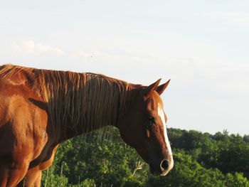 Side view of horse standing on field against sky