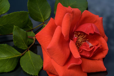 Close-up of red rose flower