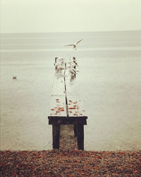 Seagull perching on a beach