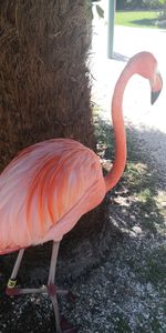 Close-up of a bird