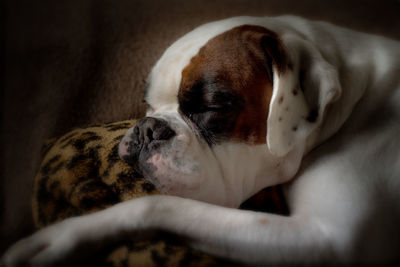 Close-up of dog sleeping