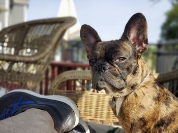Close-up of a dog looking away