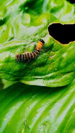 High angle view of insect on leaf