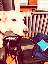 Close-up of dog sitting on chair