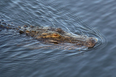 High angle view of turtle swimming in sea