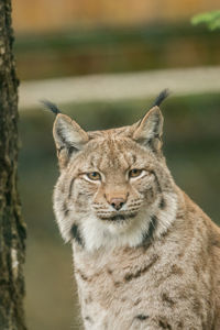 Close-up portrait of a cat