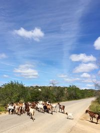 Cows grazing on landscape against sky