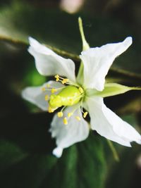 Close-up of white flower