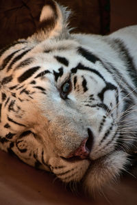 Close-up of resting white tiger