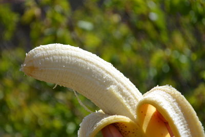 Close-up of banana