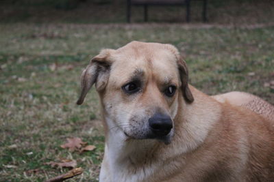 Close-up portrait of dog on field