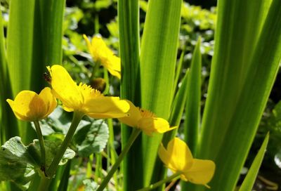 Close-up of yellow flowers blooming outdoors