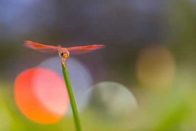 Close-up of red flower bud