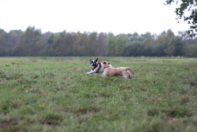 Dog on field against sky