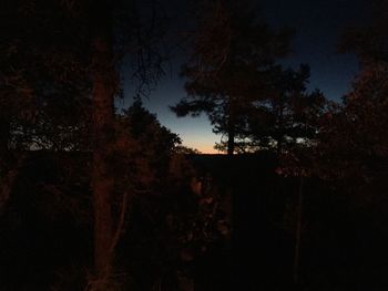 Low angle view of trees against the sky