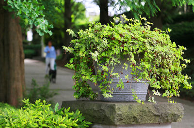 Potted plants against park