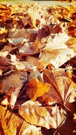 Full frame shot of autumn leaves