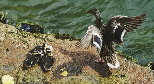 Bird in water