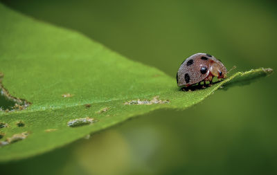 Close-up of insect on leaf