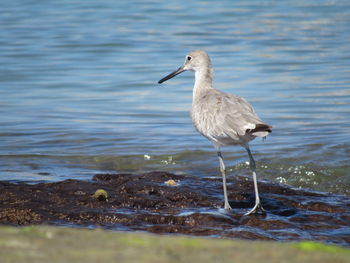 Bird on wet rock at beach