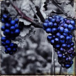 Close-up of bunch of grapes