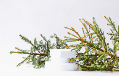 Minimalistic eco friendly scandinavian christmas background . fir branches and white empty podium