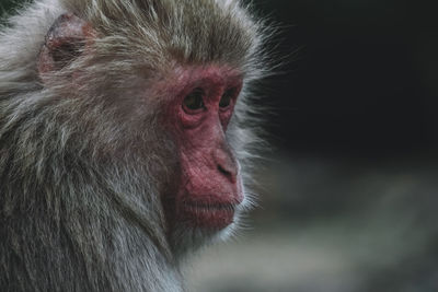 Close-up of a monkey