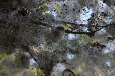 Full frame shot of leaves