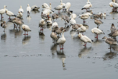 Flock of geese on frozen lake