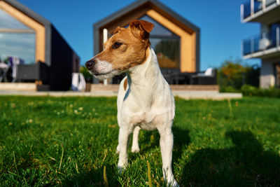 Cute small dog on front yard near suburban house at summer day