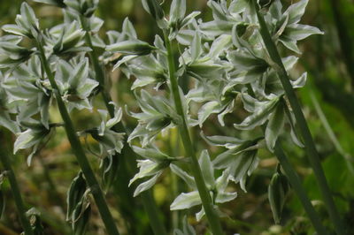 Close-up of flowering plant