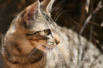 Close-up of a cat looking away