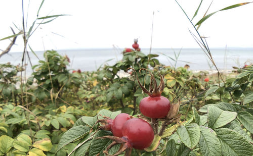 Close-up of cherries growing by sea