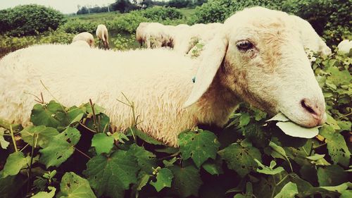 Sheep by plants looking away